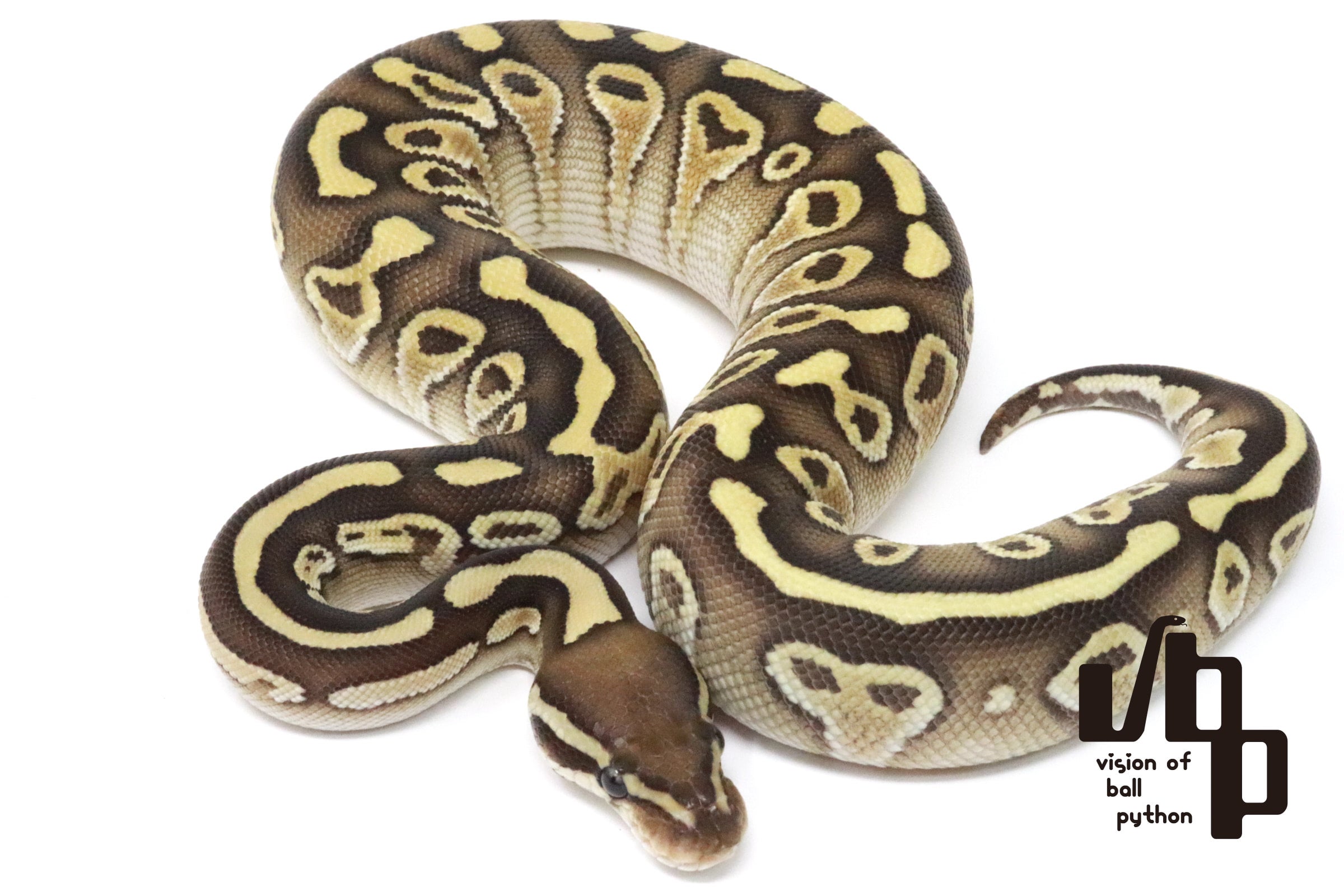 ボールパイソン　vbp タブ　VR2835GN 6個セット 過去販売個体 | vbp