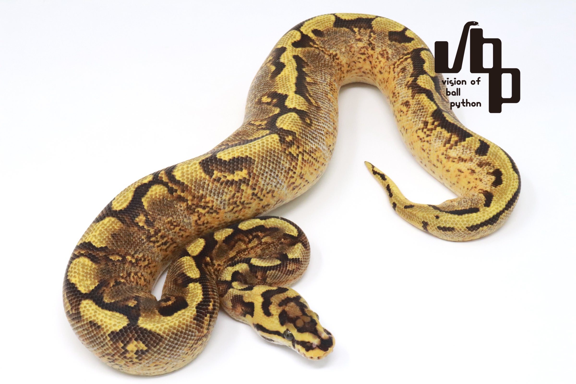 The Ultimate Ball Python 爬虫類 洋書 ボールパイソン 【公式通販】