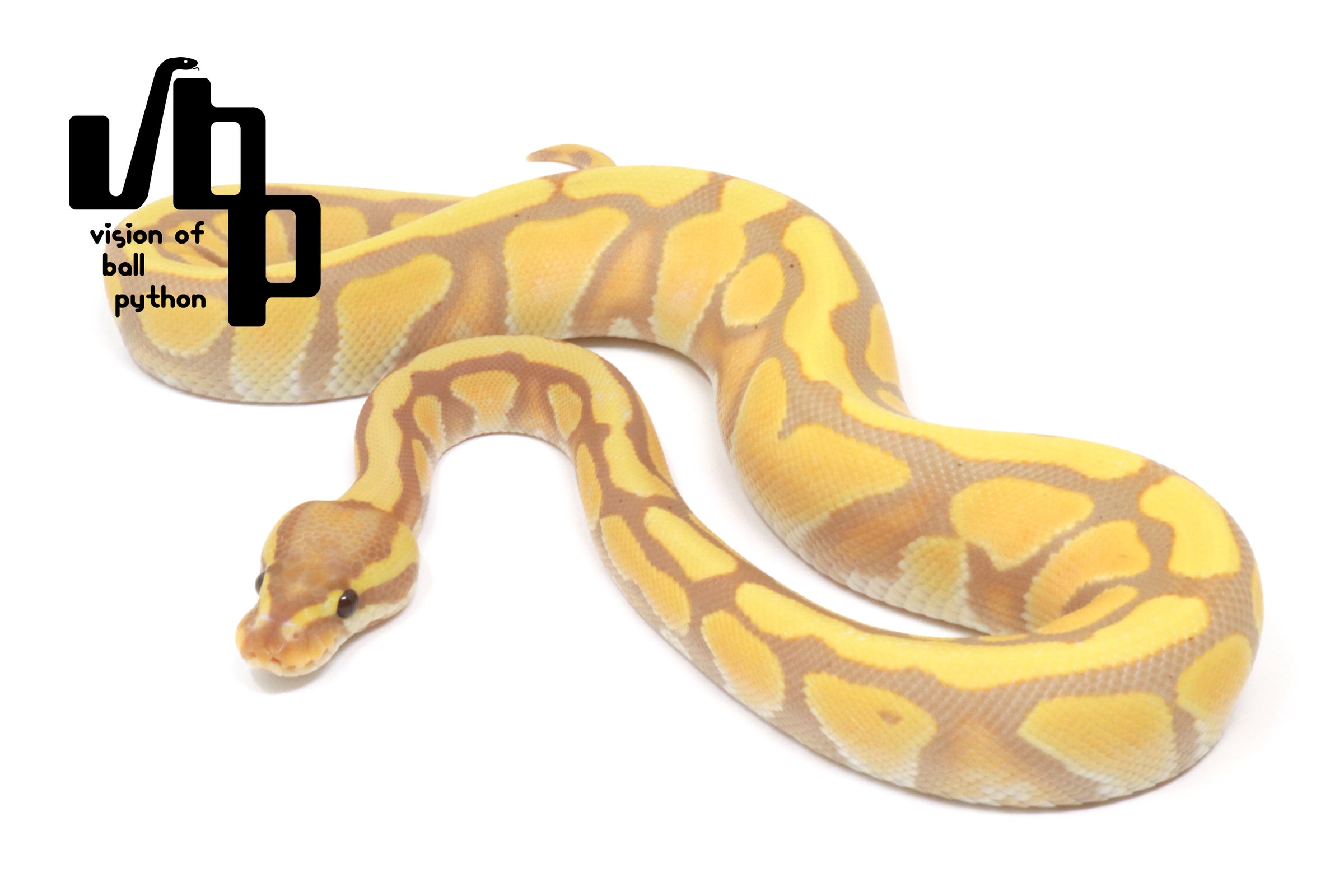 ボールパイソン　vbp タブ　VR2835GN 6個セット 過去販売個体 | vbp