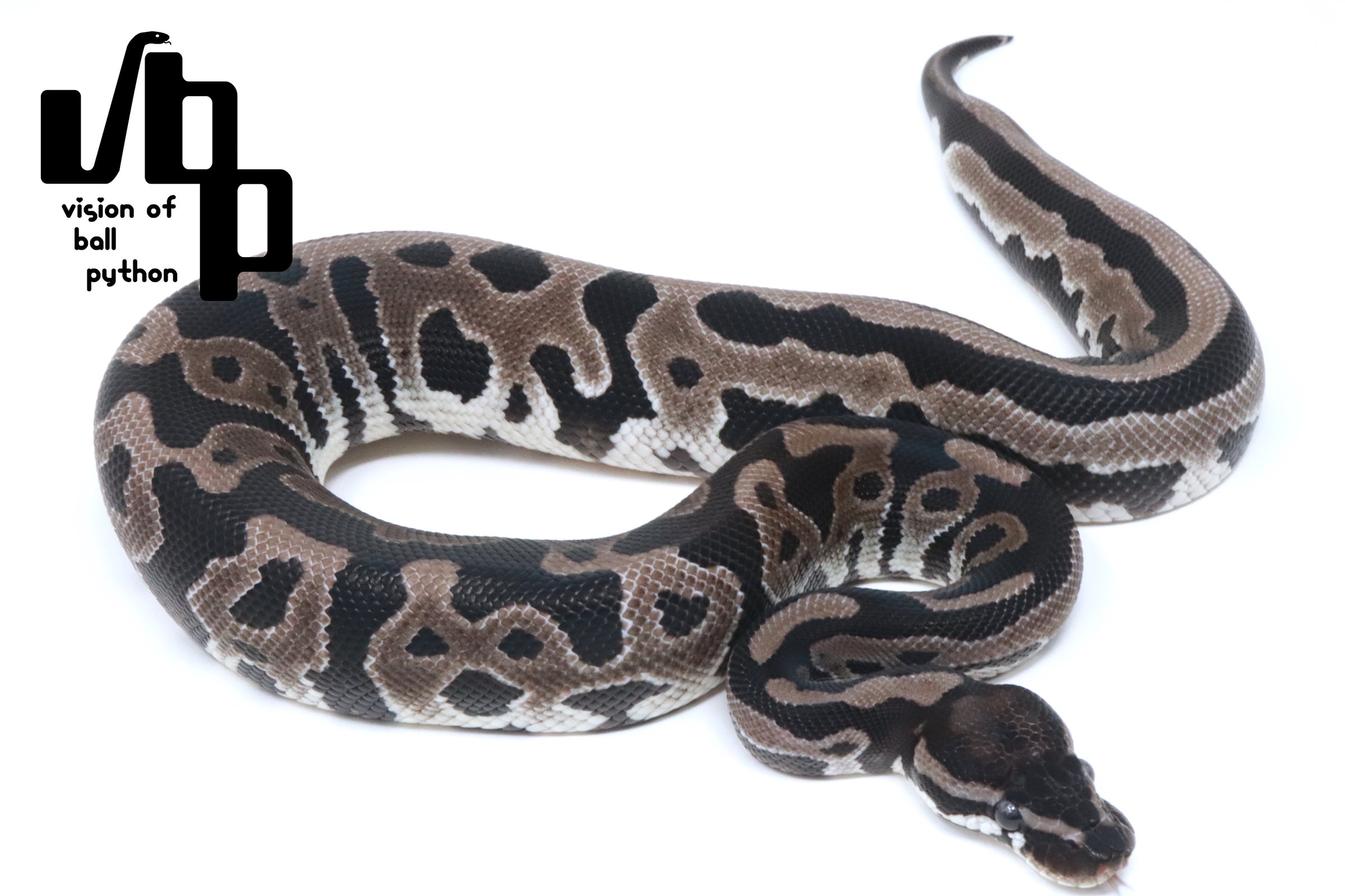 ボールパイソン　vbp タブ　VR2835GN 6個セット ボールパイソン vbp タブ VR2835GN 6個セット - メルカリ