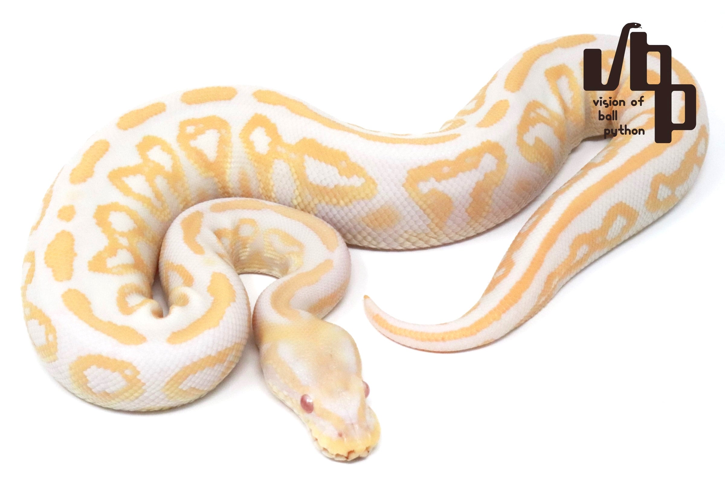 ボールパイソン　vbp タブ　VR2835GN 6個セット 過去販売個体 | vbp