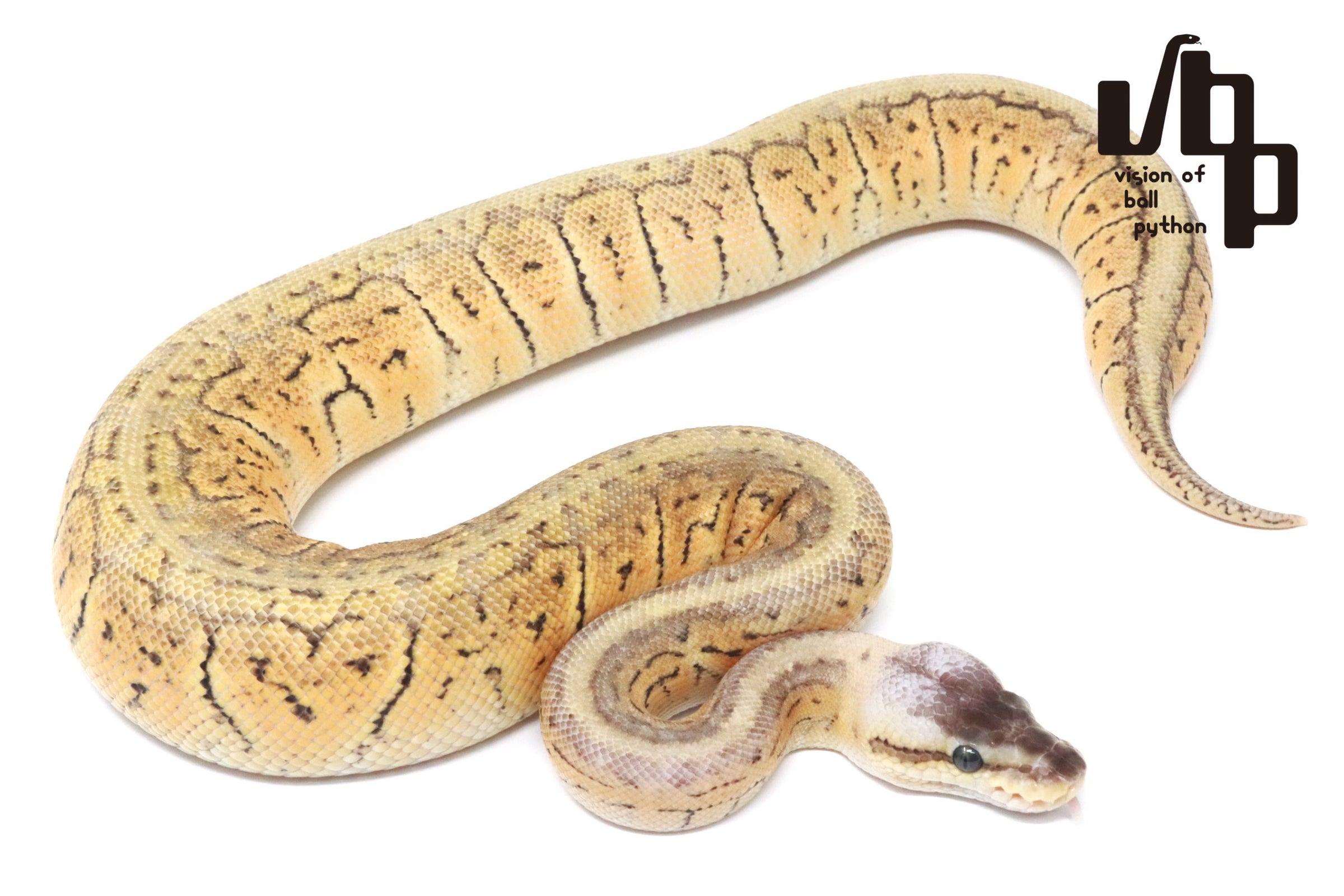 過去販売個体 | vbp