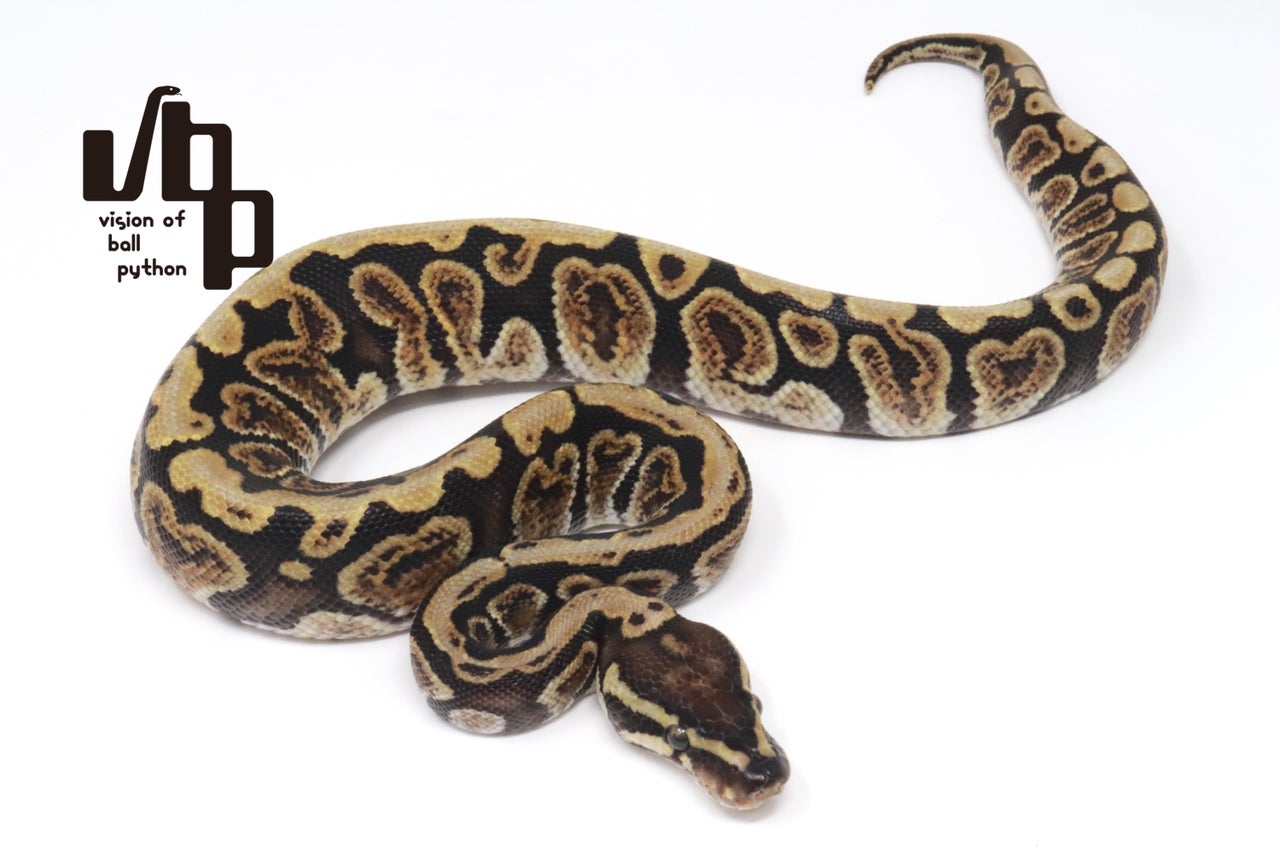 ボールパイソン　vbp タブ　VR2835GN 6個セット 過去販売個体 | vbp