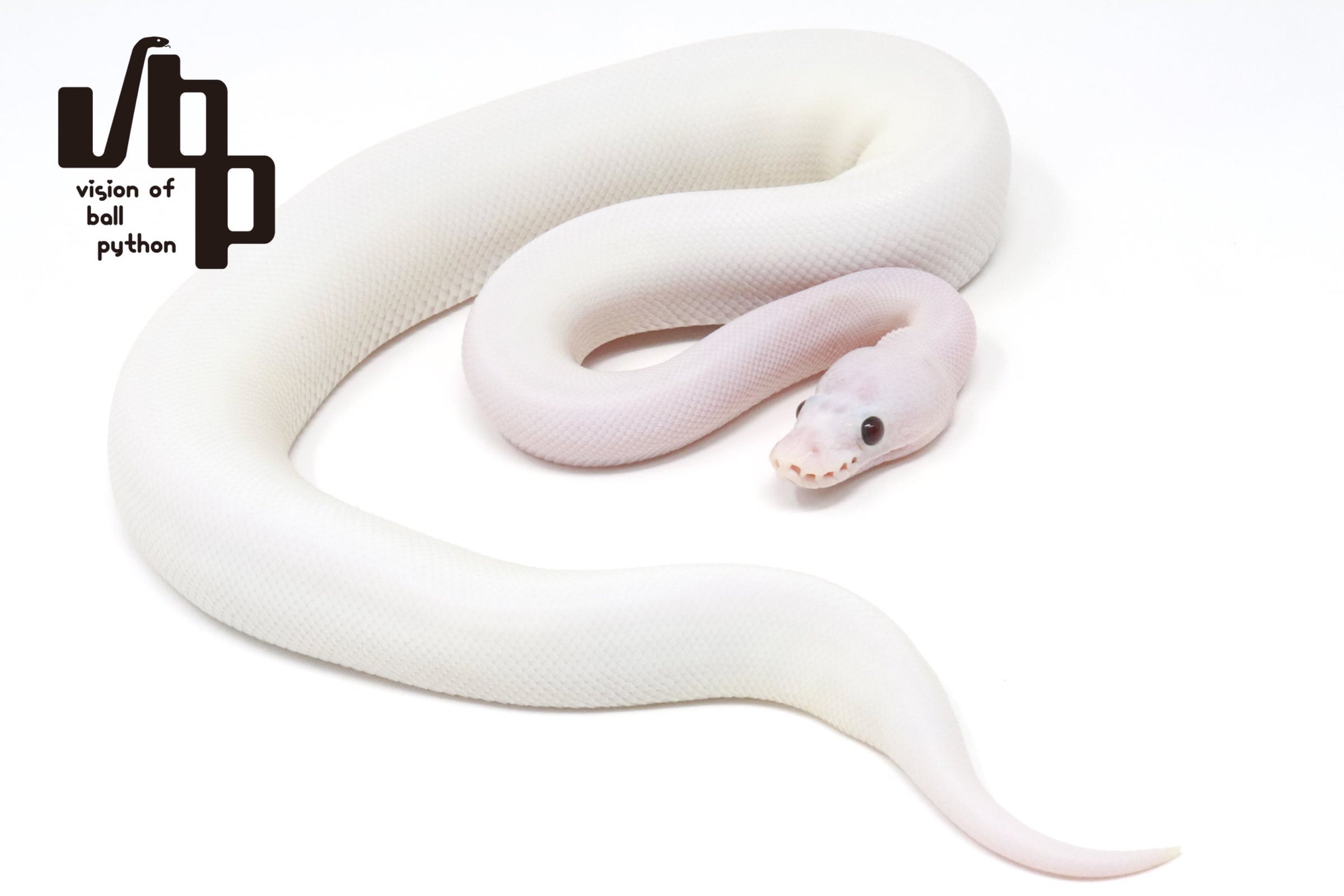 ボールパイソン　vbp タブ　VR2835GN 6個セット 過去販売個体 | vbp