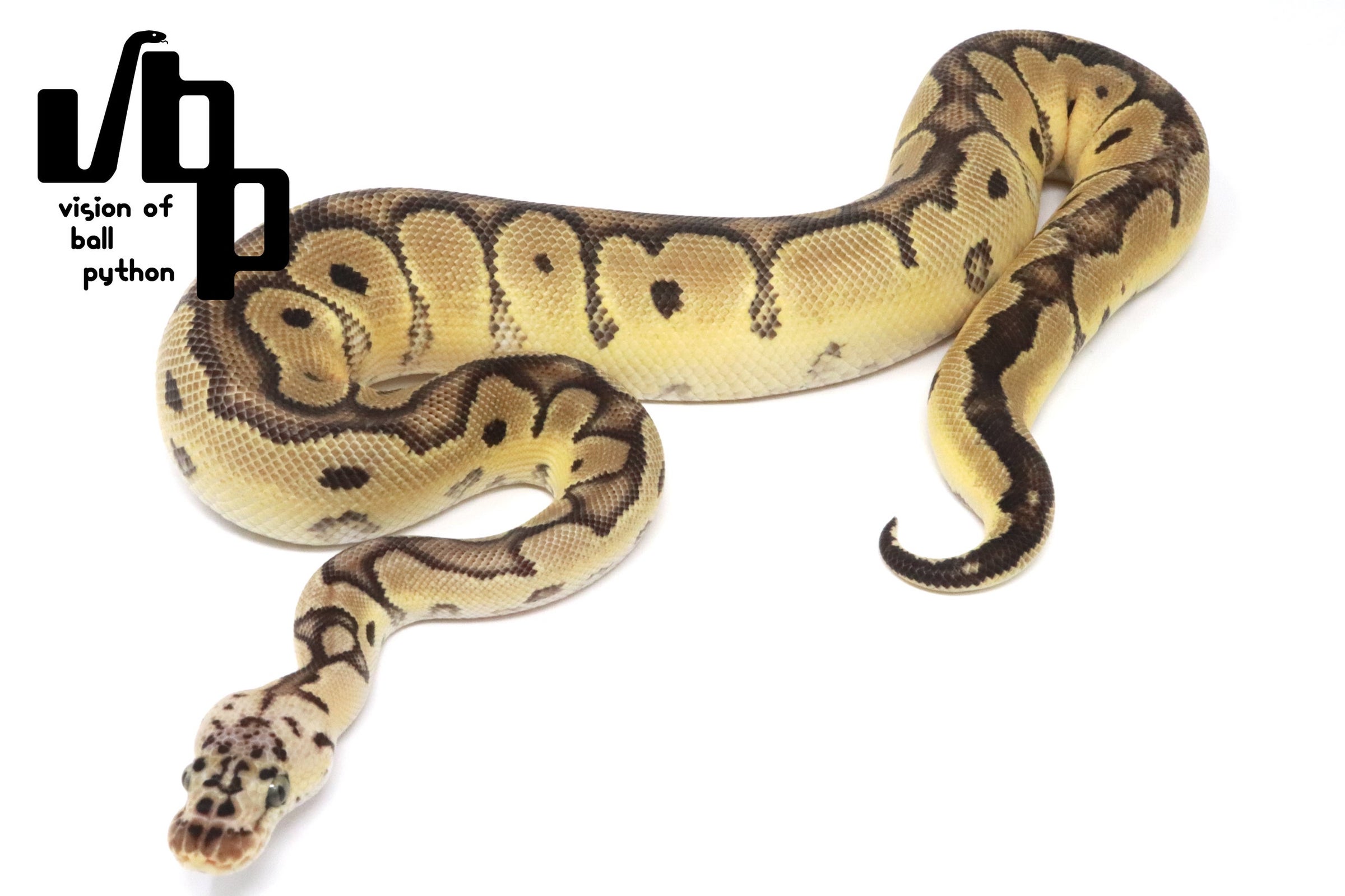 過去販売個体 | vbp