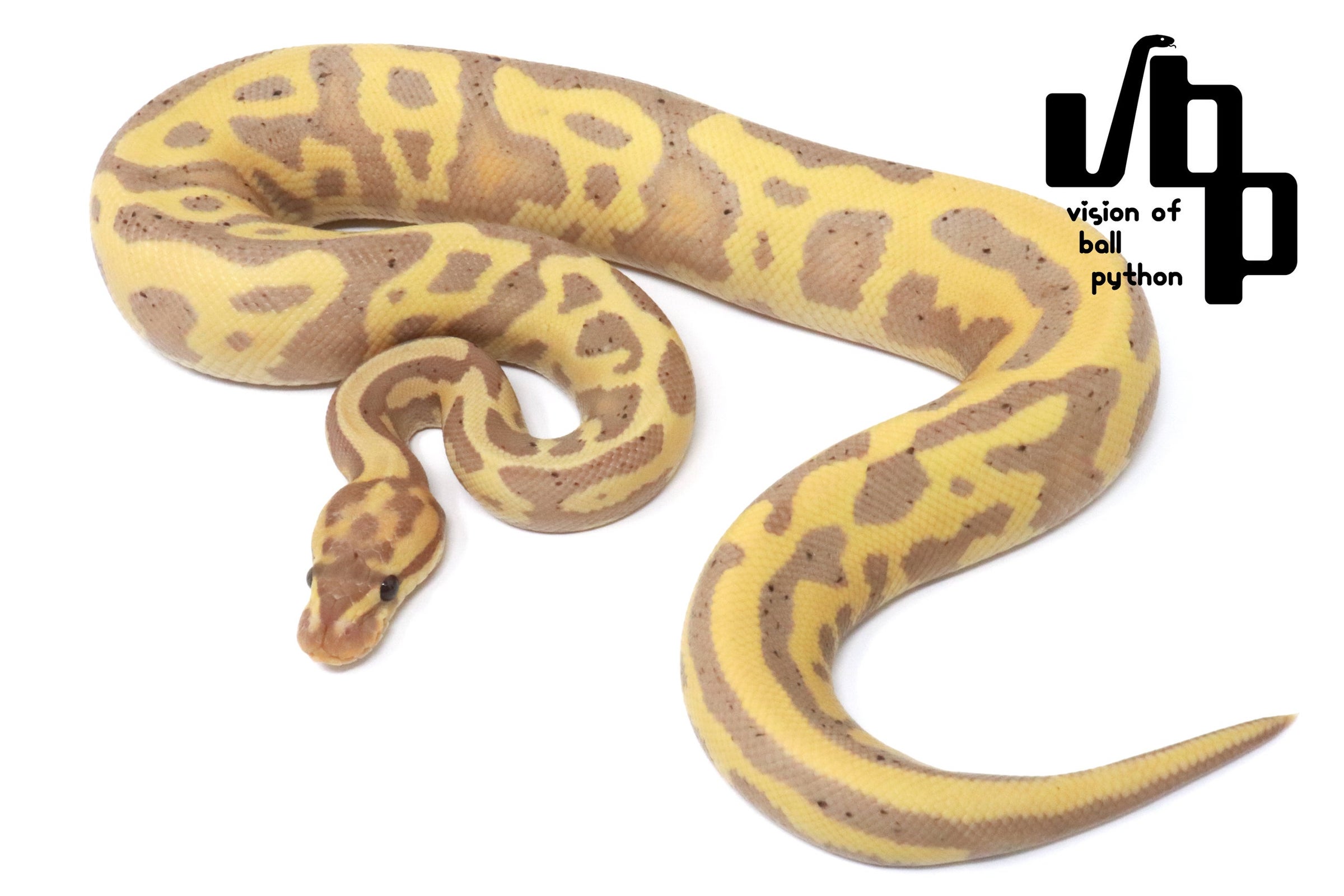 過去販売個体 | vbp