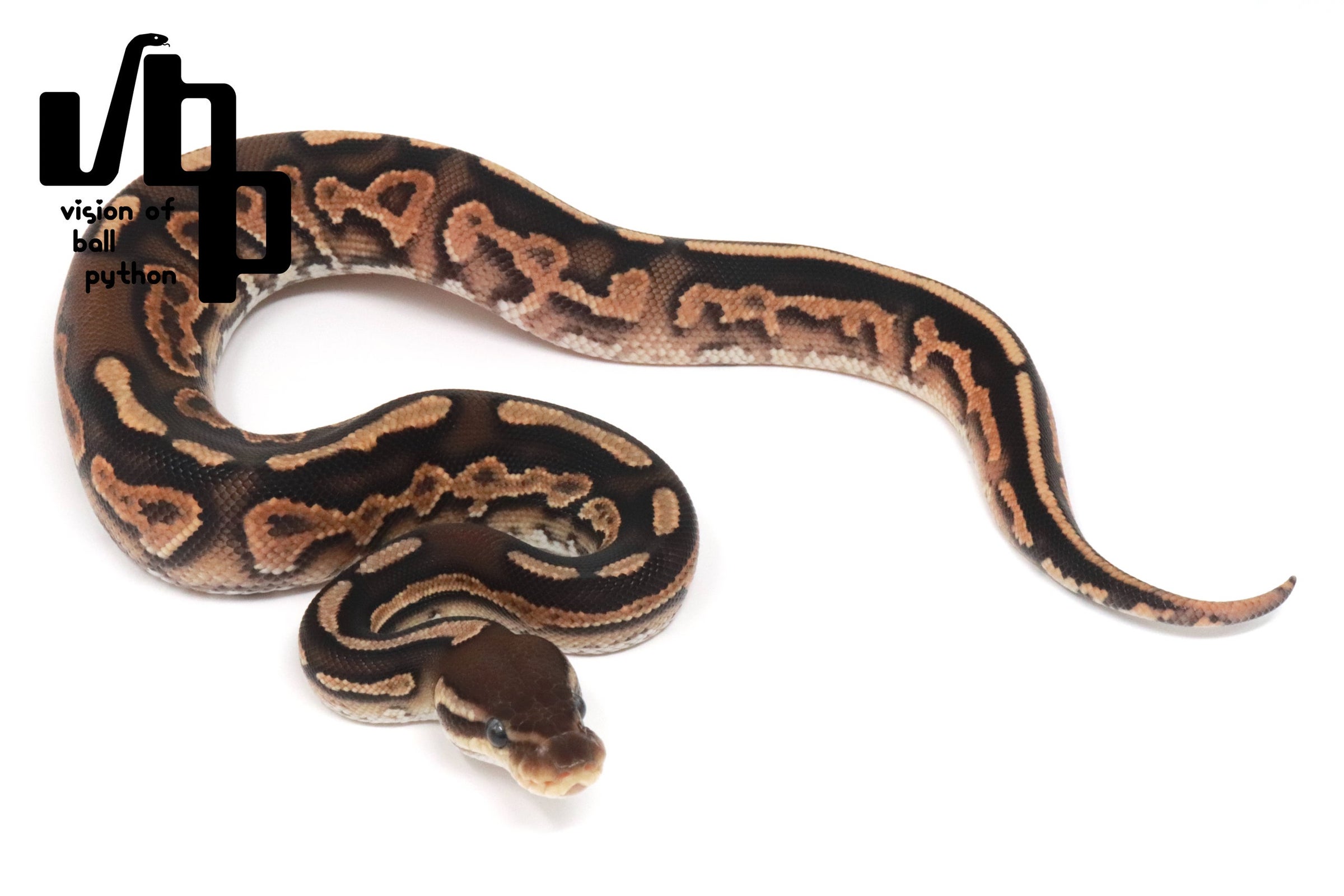 過去販売個体 | vbp