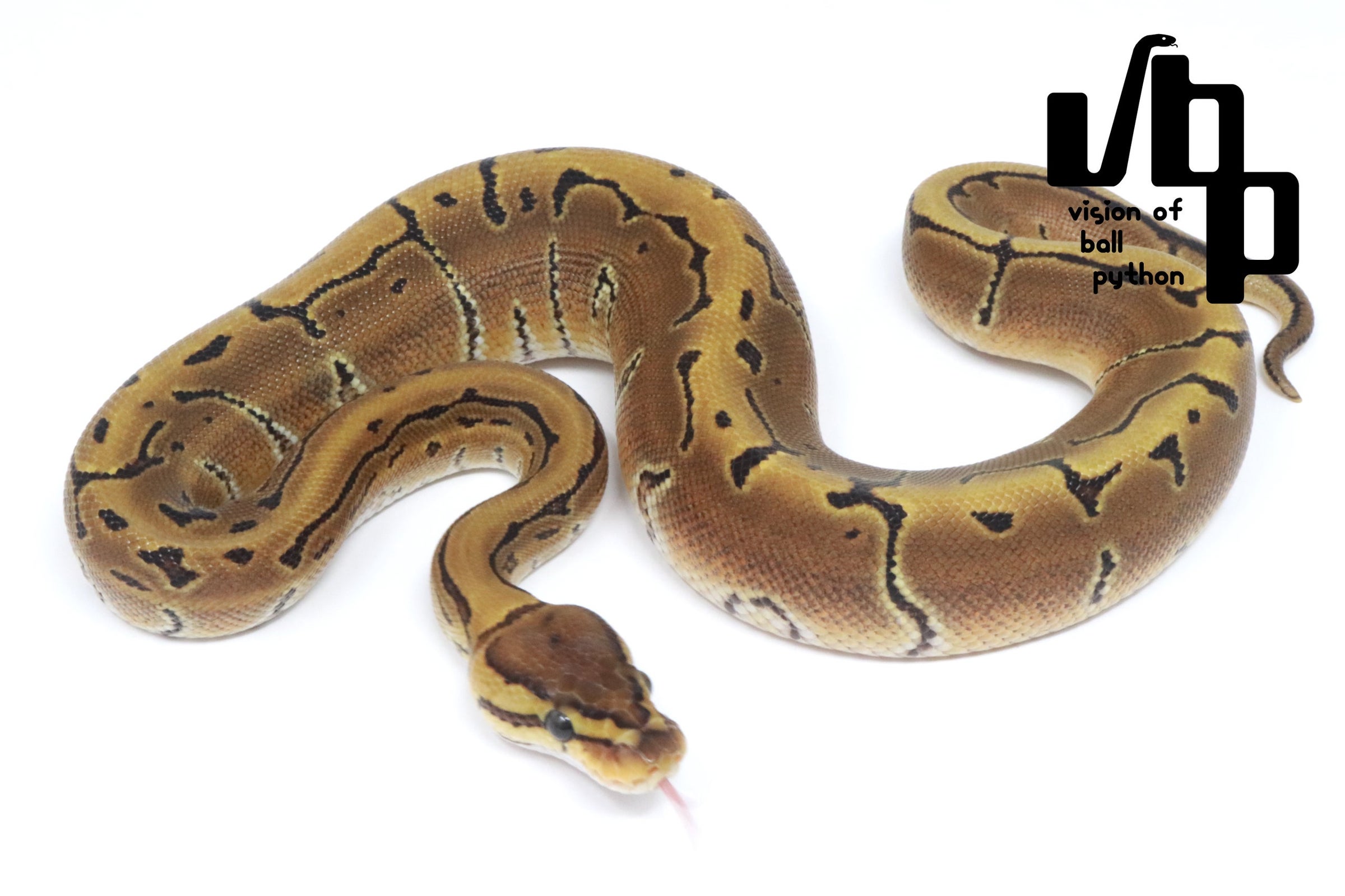 ボールパイソン　vbp タブ　VR2835GN 6個セット 過去販売個体 | vbp